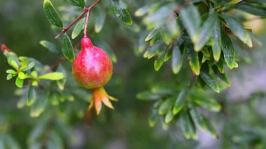 Punica meyve taşıyan yaprak döken çalı veya küçük ağaçlar küçük bir cinsidir. Nar (Punica granatum daha iyi bilinen türdür).