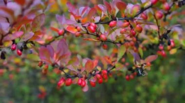 Berberis thunbergii (Japon kızamık, Thunberg'ın kızamık veya kırmızı kızamık) familyasına ait bir Berberis, anavatanı Japonya ve Doğu Asya, Çin ve Kuzey Amerika'da yaygın vatandaşlığına rağmen.