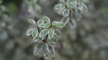 Euonymus fortunei Canadale Goldi çiçekli bitki Celastraceae, Doğu Asya, Çin, Kore, Türkiye ve Japonya dahil olmak üzere yerel ailesindeki familyasından bir.