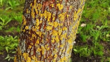 Xanthoria parietina foliose veya tombul, liken var. Bu geniş dağıtım ve ortak turuncu liken, sarı ölçek, deniz sunburst liken ve kıyı liken gibi birçok ortak adları vardır.