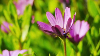 Osteospermum ecklonis, mavi ve beyaz Daisybush. Osteospermum Calenduleae için bir ayçiçeği/daisy aile bitki daha küçük kabilelerin ait bitki cinsidir.