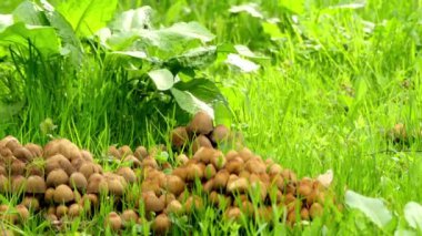 Coprinellus micaceus ortak aile Psathyrellaceae kozmopolit dağılım ile mantar türüdür. Saprobe meyve organları genellikle çevre çürüyen ahşap ağaç kütükleri kümelerde büyümek.