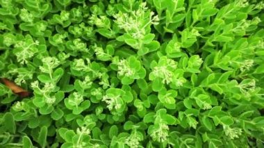 Bahçedeki (hendek stonecrop İspanyolca) yakın bir yaz Şehir Parkı.