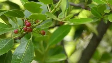 Organik kahve çekirdekleri, denilen olan tohumlar, çeşitli kahve içecek ve ürünleri yapmak için kullanılan bitki cinsidir. Ailesinin Rubiaceae üyesi olan.