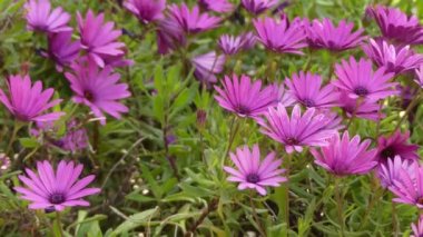 Mor Osteospermum, daisybushes Calenduleae, bir daha küçük ayçiçeği/daisy aile bitki kabilelerin ait bitki cinsidir.