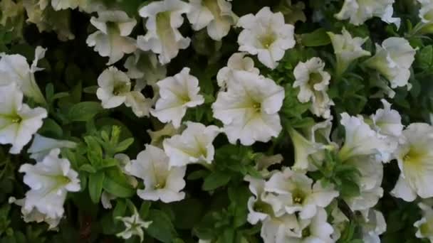 White Petunia é um género botânico pertencente à família Asteraceae, com cerca de 35 espécies de plantas com flor de origem sul-americana, intimamente relacionadas com o tabaco, groselhas, tomates, sombras mortais e pimentas — Vídeo de Stock