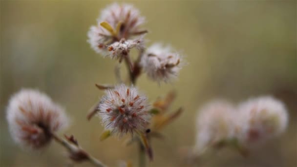Trifolium arvense, běžně známá jako je Zaječí jetel, jetel rabbitfoot, kamenné jetel nebo oldfield jetel, je kvetoucí rostlina v bean rodině Fabaceae. Roste v Evropě. — Stock video