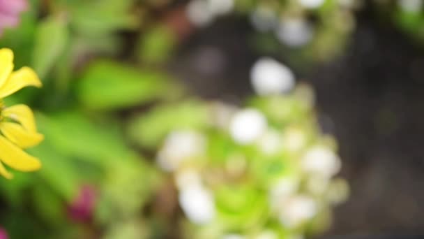 Echinacea παίρνει (Μπους μωβ coneflower, κίτρινο Coneflower) είναι ένα είδος της Βόρειας Αμερικής του ανθοφόρο φυτό της οικογένειας ηλίανθων. — Αρχείο Βίντεο