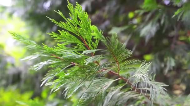 Cupressus goveniana, тепер рекласифікувати як Hesperocyparis goveniana, з поширених імен Каліфорнійський кипарисів і Gowen кипарис, є видів кипариса, які ендемічними в Каліфорнії. — стокове відео