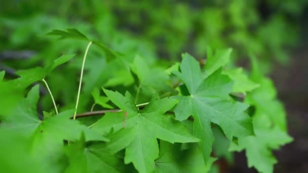 Acer platanoides es una especie de arce nativo de Europa oriental y central y Asia occidental, desde Francia este hasta Rusia, desde el norte hasta el sur de Escandinavia y desde el sureste hasta el norte de Irán. . — Vídeos de Stock