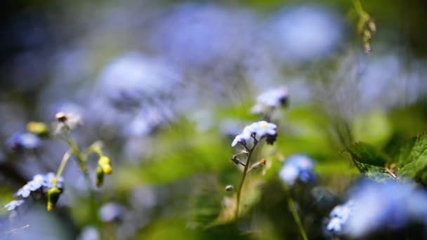 Myosotis è un genere di piante da fiore della famiglia delle Boraginaceae. Nell'emisfero settentrionale sono comunemente chiamati erba di scorpione o erba di scorpione. . — Video Stock