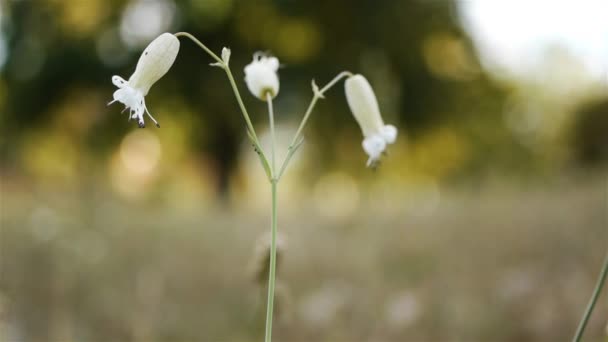 Silene vulgaris, 방광 후보 또는 maidenstears, 이다 Silene 핑크 가족 (석죽과)의 속의 식물 종. 그것은 유럽에 기본. — 비디오