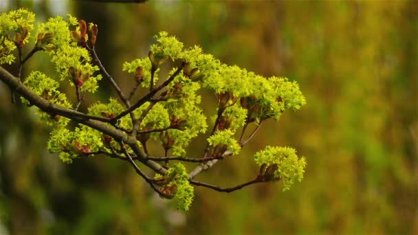 Σφενδάμι άνθη την άνοιξη. Acer είναι γένος των δέντρων ή θάμνων κοινώς γνωστό ως σφενδάμου. Είδος του γένους είναι φίκος σφενδάμι, Acer pseudoplatanus, πιο κοινά είδη σφενδάμου στην Ευρώπη. — Αρχείο Βίντεο
