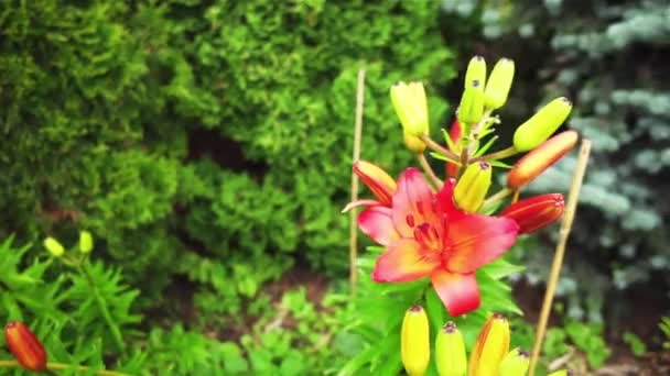 Röd lilium (medlemmar är sant liljor) är ett växtsläkte örtartade växer från lökar, alla med stora framträdande blommor. — Stockvideo