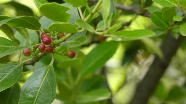 Coffea είναι γένος ανθοφόρων φυτών, των οποίων οι σπόροι, που ονομάζεται κόκκους καφέ, χρησιμοποιούνται για να κάνουν διάφορα ροφήματα και προϊόντα. Είναι μέλος της οικογένειας Rubiaceae. — Αρχείο Βίντεο