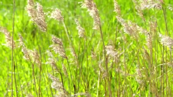 Phragmites es un género de cuatro especies de grandes gramíneas perennes que se encuentran en los humedales de las regiones templadas y tropicales del mundo. La Lista Mundial de Familias Vegetales Seleccionadas . — Vídeos de Stock