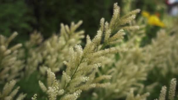 Aruncus est un genre de plantes herbacées vivantes de la famille des Rosacées. Ils sont étroitement liés aux genres Filipendula et Spiraea . — Video