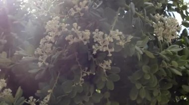 Melaleuca viminalis, yaygın olarak bottlebrush, ya da dere bottlebrush ya da Callistemon viminalis ağlayan olarak bilinen bitki ailesindeki myrtle, Myrtaceae ve Avustralya'ya endemik.