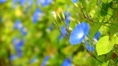 Ipomoea göksel mavi. Ipomoea bitki familyası Convolvulaceae BT en büyük cins olduğunu sabah zafer, su convolvulus veya kangkung, tatlı patates, kahkaha, moonflower, vb dahil olmak üzere.