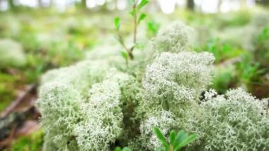 Cladonia stellaris boreal ve Kutup bölgelerinde circumpolar Kuzey çevresinde sürekli paspaslar formları liken ekolojik önemli bir türüdür. Ren geyiği ve Ren geyiği besindir.