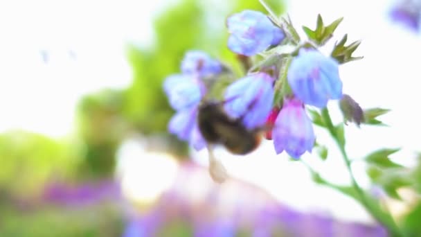 スローモーション: マルハナバチは、蜜を集めます。バンブルビー (蜂をしくじるとも書かれる) は、属マルハナバチ、ミツバチ科、ミツバチ家族の 1 つの一部のメンバーです。この属は Bombini の部族にのみ現存するグループです。. — ストック動画