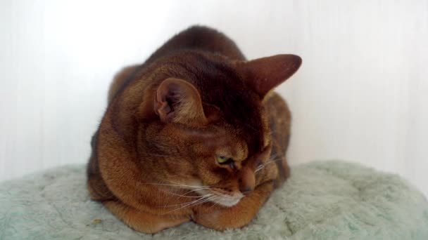 Abessinier är ras av inhemska korthårig katt med distinkt tickade spräcklig päls, där enskilda hårstrån är Bandad med olika färger. Den är uppkallad efter Abessinien (numera Etiopien). — Stockvideo