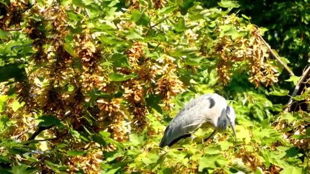 The grey heron (Ardea cinerea) is a long-legged predatory wading bird of the heron family, Ardeidae, native throughout temperate Europe and Asia and also parts of Africa. — Stock Video
