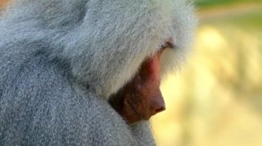 Aslan kuyruklu makak (Macaca silenus) veya wanderoo Güney Batı Ghats Hindistan'a endemik bir eski dünya maymun olduğunu.