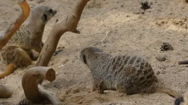 Le suricate (Suricata suricatta) est un petit carnivore appartenant à la famille des Herpestidae. C'est le seul membre du genre Suricata .