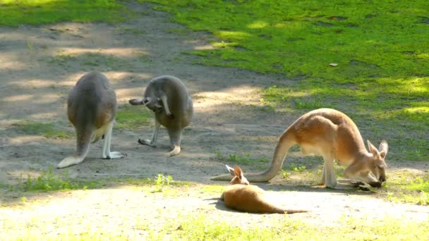 红袋鼠 （Osphranter 鲁弗斯） 是最大的所有袋鼠、 最大的陆生哺乳动物，原产于澳大利亚和最大的现存有袋动物。它是遍布内地澳大利亚. — 图库视频影像