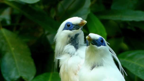 Το Μπαλί myna (Leucopsar rothschildi), επίσης γνωστή ως mynah Rothschild, Bali starling ή mynah Μπαλί, τοπικά γνωστό ως jalak Μπαλί, στιβαρός myna, λευκό σχεδόν εξ ολοκλήρου με ένα μακρύ, γέρνοντας λοφίο. — Αρχείο Βίντεο