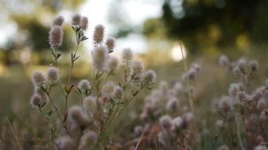 Yonca arvense, hare-ayak yonca, rabbitfoot yonca, taş yonca veya oldfield yonca, bilinen bir fasulye ailesindeki baklagiller çiçekli bitkidir. Avrupa'da yetişir.