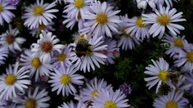 Symphyotrichum novae-angliae (Aster novae-angliae), New England aster, kıllı Mikael-papatya veya Michaelmas'la daisy, bilinen bir çiçekli otsu çok yıllık bitki bitki ailesindeki olduğunu.