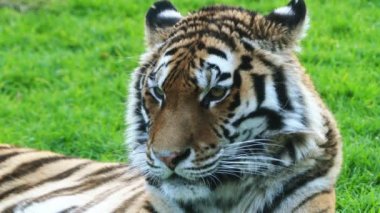 Kraliyet Bengal kaplanı (Panthera tigris) olarak da adlandırılan Bengal kaplanı, en çok sayıda kaplan alt türü var. Hindistan ve Bangladeş Ulusal bir hayvandır.