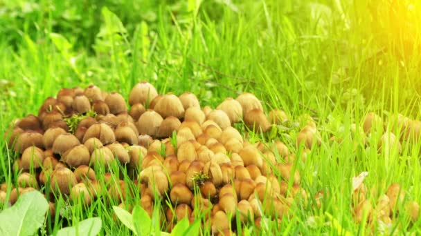 Coprinellus micaceus es una especie común de hongo en la familia Psathyrellaceae con distribución cosmopolita. Cuerpos frutales de saprobe crecen típicamente en racimos cerca de troncos de árboles de madera dura putrefactos . — Vídeos de Stock