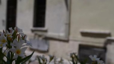 Nerium oleander bir yaprak dökmeyen çalı veya küçük ağaç dogbane aile Apocynaceae, onun her yerinde zehirli olduğunu. Sadece şu anda cins Nerium gizli tür olduğunu.