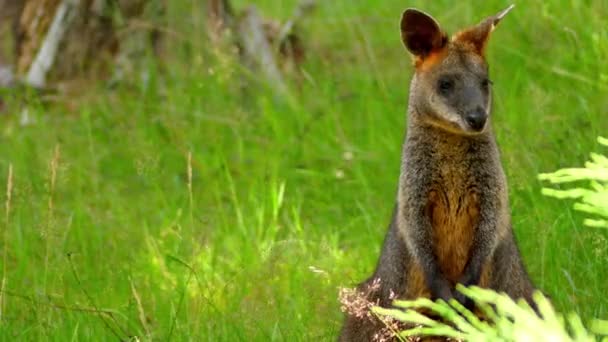Swamp wallaby (Wallabia bicolor) è un piccolo marsupiale macropode dell'Australia orientale. Si tratta di felce wallaby, pademelon dalla coda nera, puzzolente nero a causa del suo caratteristico odore paludoso . — Video Stock