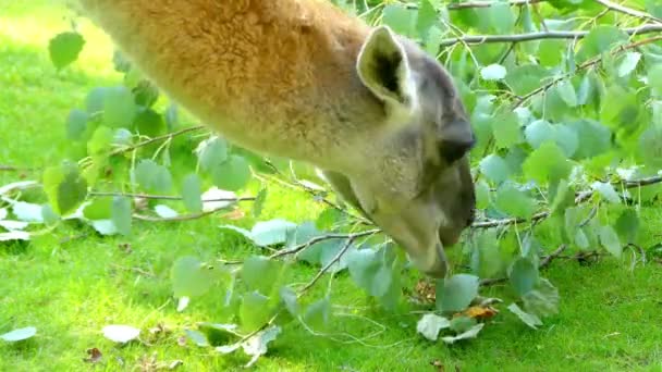 Guanaco (Lama guanicoe) is a camelid native to South America. Guanacos have grey faces and small, straight ears. Young guanacos are called chulengos. — Stock Video
