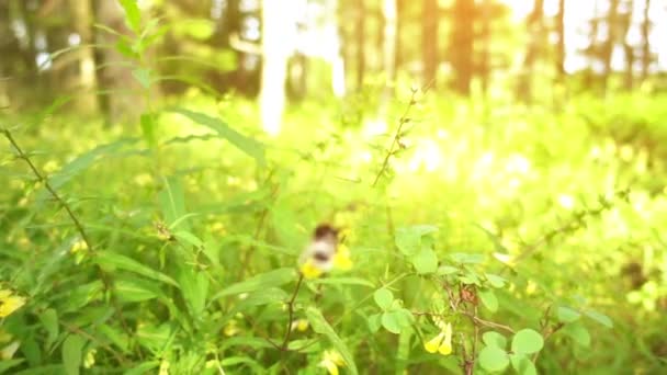 Slow Motion: Bumblebee collecting nectar. Bumblebee (también escrito abejorro) es un miembro del género Bombus, parte de Apidae, una de las familias de las abejas. Este género es el único grupo existente en la tribu Bombini . — Vídeo de stock