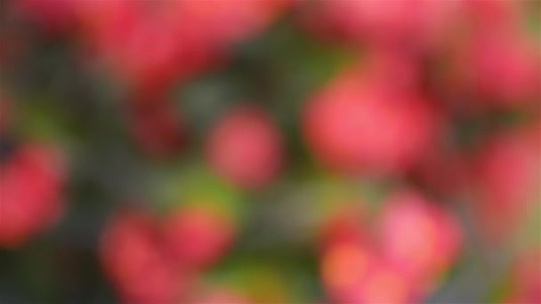 Begonia boliviensis. Begonia es un género de plantas con flores perteneciente a la familia Begoniaceae. El género contiene 1.795 especies diferentes de plantas. Las Begonias son nativas de climas húmedos subtropicales y tropicales — Vídeo de stock