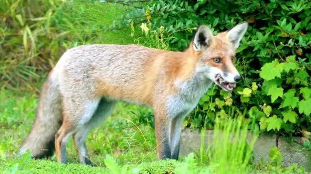 Красная лиса в дикой среде обитания. Красная лиса (Vulpes vulpes), самая большая из настоящих лис, имеет наибольший географический диапазон среди всех представителей семейства хищников . — стоковое видео