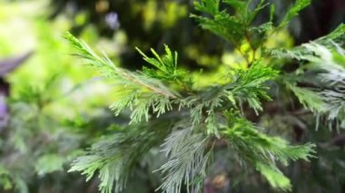 Cupressus goveniana, şimdi ortak adları Kaliforniya Selvi ve Gowen selvi, Hesperocyparis goveniana olarak yeniden sınıflandırılmıştır California'ya endemik selvi, familyasından.