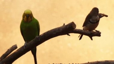 Muhabbet kuşu (Melopsittacus undulatus), da malum aynı derecede ortak evde beslenen hayvan papağan veya kabuk muhabbetkuşu ve gayrı takma muhabbet kuşu, papağan, küçük, uzun kuyruklu, tohum yiyen Avustralya Melopsittacus cinsidir