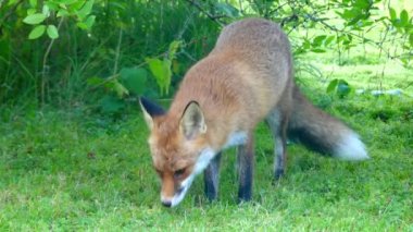 Red fox vahşi yaşam alanları içinde. Kızıl Tilki (Vulpes vulpes), gerçek tilki en büyük Carnivora ailesinin tüm üyeleri, en büyük coğrafi yelpazesine sahiptir.