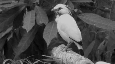 Rothschild'in sığırcık, Bali starling veya yerel olarak bilinen jalak Bali, Bali sığırcık, olarak da bilinen Bali myna (Leucopsar rothschildi), tıknaz myna, uzun, sarkık sorguç ile neredeyse tamamen beyaz.