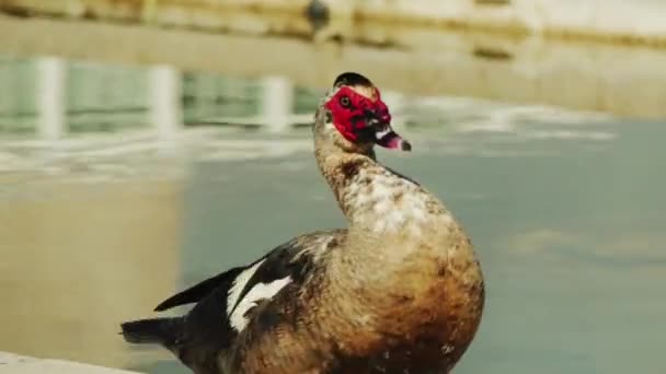 L'anatra reale (Cairina moschata) è una grande anatra originaria del Messico, del Centro e del Sud America. Razza domestica, Cairina moschata forma domestica, è comunemente conosciuto in spagnolo come pato criollo (anatra creola ) — Video Stock