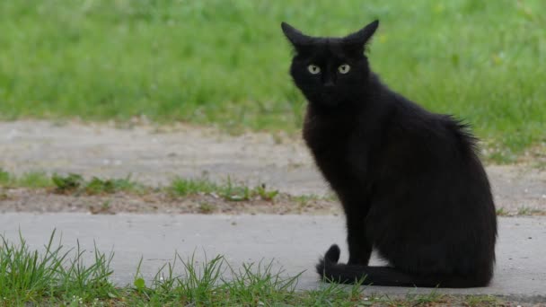 Черный кот гуляет по зеленой траве в летнем городском парке . — стоковое видео