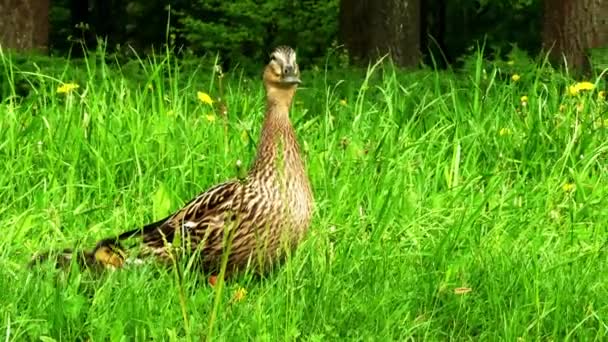 Krzyżówka z kaczątka. Mallard lub Dzika Kaczka (Anas platyrhynchos) jest kaczek Anatinae, należy do podrodziny kaczki ptactwa wodnego z rodziny kaczkowatych. — Wideo stockowe