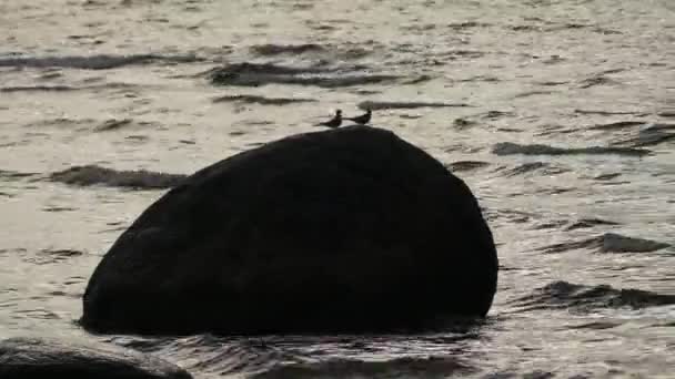 Rybitwa wąsata (Larosterna inca) jest ptaków z rodziny mew (Laridae). To jest tylko członkiem wąsata. To na wybrzeży Peru i Chile i jest ograniczony do prąd peruwiański. — Wideo stockowe