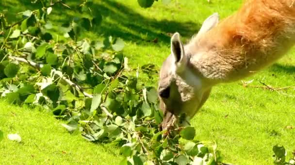 Guanako (otrzymanych) to pochodzący z Ameryki Południowej camelid. Guanako mają szare twarze i uszy małe, proste. Młody guanako nazywane są chulengos. — Wideo stockowe